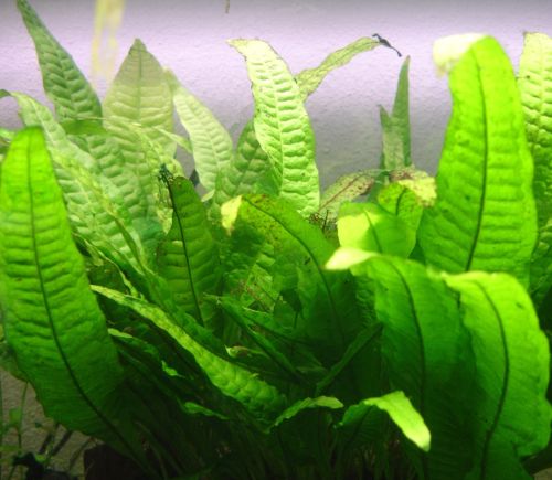 plantes sans substrat fougère de Java